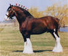 CPclydesdale's Avatar