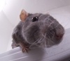 Second Mouse's Avatar